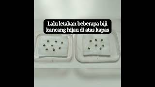 PERTUMBUHAN & PERKEMBANGAN KACANG HIJAU DI TEMPAT GELAP & TERANG By AWALUDIN