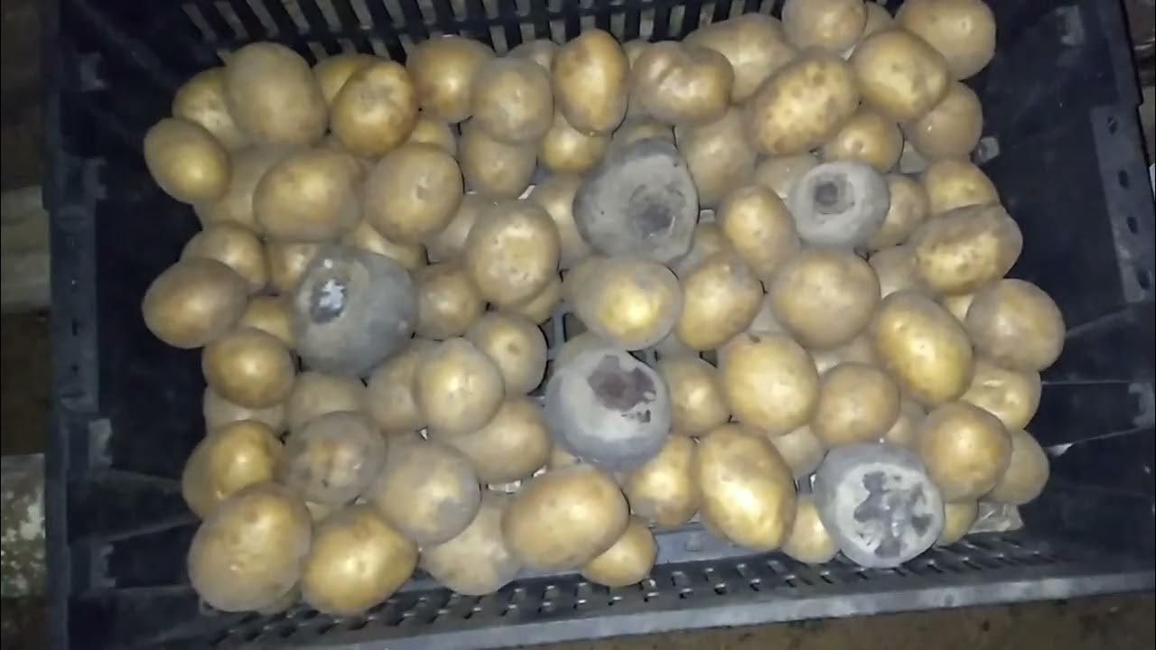 Правильная вытяжка из погреба, как пользоваться, и конденсата не будет ...