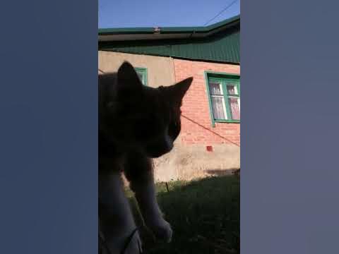 кат - YouTube