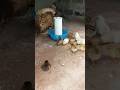 கோழி குஞ்சுகள் | Chicken chicks 🐔 🐣 | உழவன் வனம் #hen #chicks