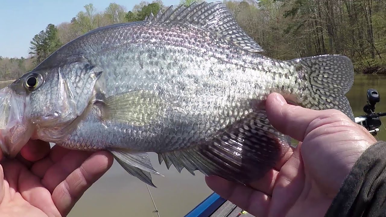 Big Crappie on Bass Pro Baby Shad YouTube