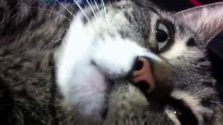 Gir Wants Love
Just muh kitteh Gir, being his overly adorable self lol Gir Wants Love