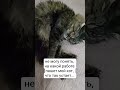 #кот #котик #котики #мем #прикол #ржака #смех #юмор #животные #кошка #мяу #cat #funny #memes #коты