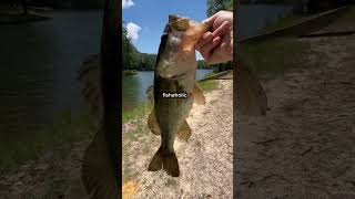 im addicted🥀 #fishing #bassfishing