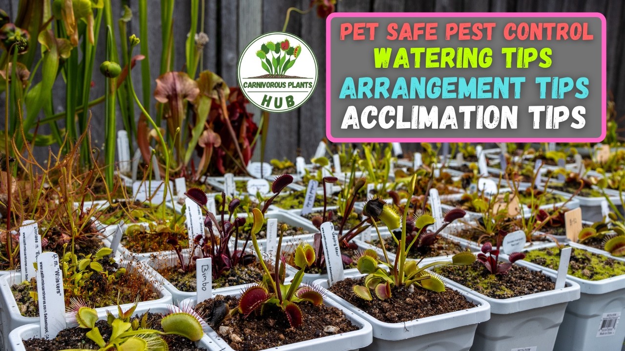 Moving Venus Flytraps & Pitcher Plants – Pet Friendly Pest Control & Care Tips