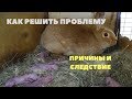 Крольчиха раскидала, не кормит крольчат. Решение проблемы