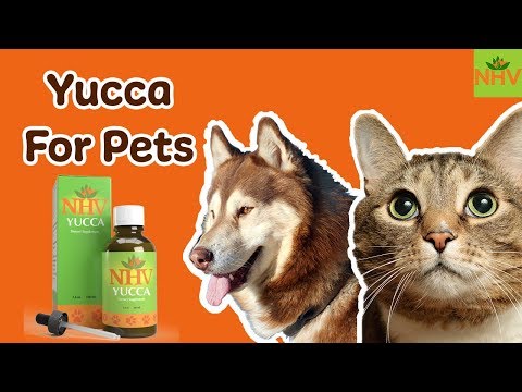 yucca---natural-supplement-for-dogs-and-cats.-helps-with-pets-with-pain-and-appetite