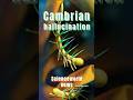 CAMBRIAN HALLUCINATION