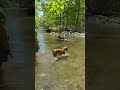 Cooling down in the creek #vizsla #agility #mountains #hiking #outdoors