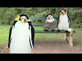 Lonely Penguin Dog Finds His People: A Short Film featuring Dogs Maymo, Penny &amp; Potpie