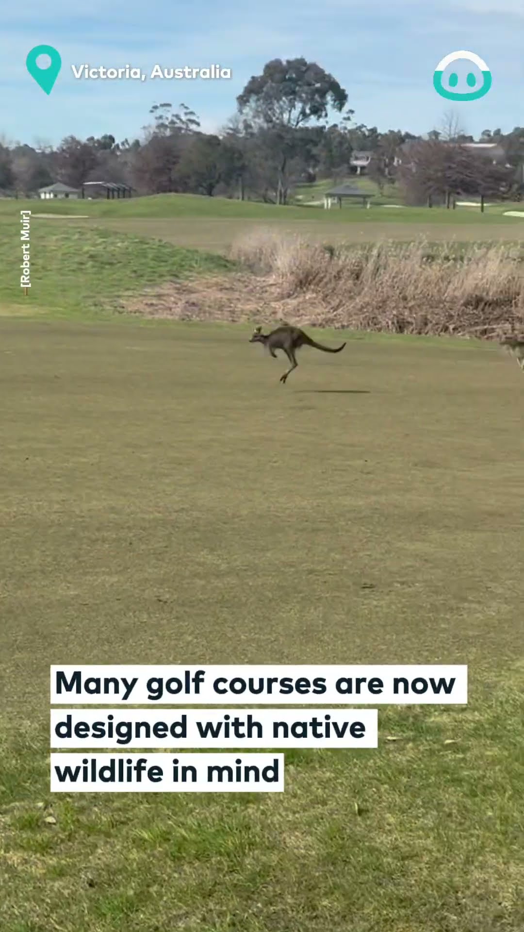 Golfers Disrupted by Kangaroos || ViralHog