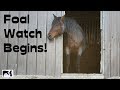 Foal Watch Begins