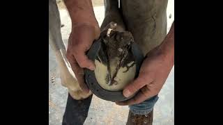 Hugo- First time shoeing (High/Low heel syndrome) by The Western States Farrier 4,207 views 4 months ago 10 minutes, 50 seconds