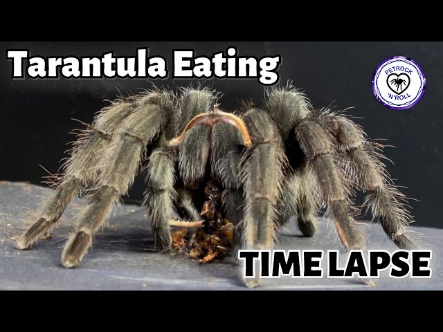 Time Lapse Tarantula Feeding Video class=