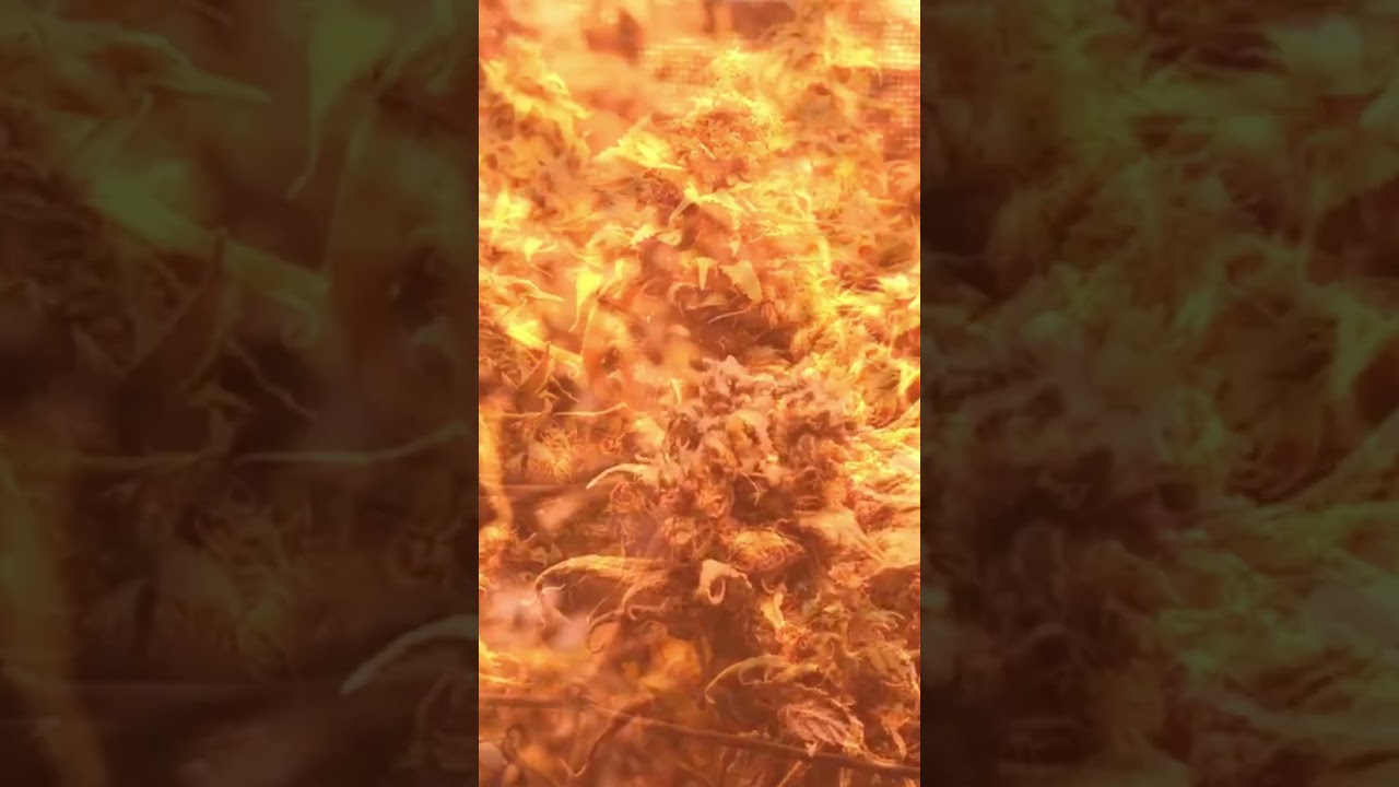 Look how this jamaican pearl is shining like the stars! insane flowers! Mars Hydro FC-1500 EVO