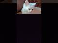 🌸"She Rules Without a Sound 👑🤍" #cutecat #prettyfunny #cute #viralvideo #shortsfeed #cat