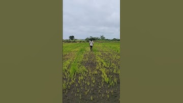 Applying roundup to make a way #raita #farmer #gunpuck #field #rice #Bharathiyafarmer