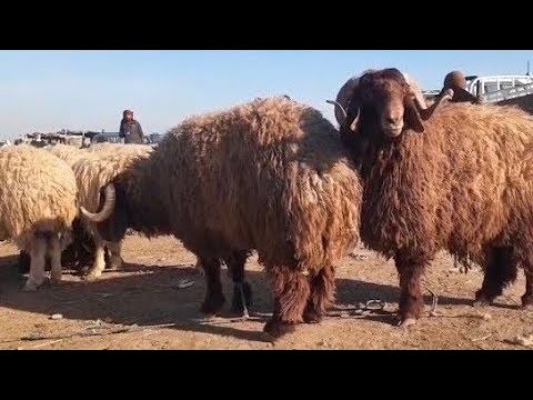 سوق الحدادية اليوم 2025 10 25 ربج الدلال أبو فلاح والدلال السيد وحركة السوق الفطيمة والخاروف واللحم