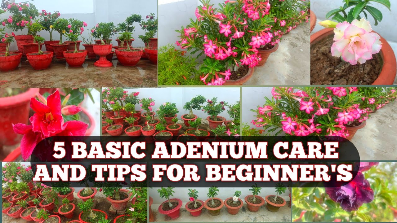 5 BASIC CARE AND TIPS FOR GROWING HEALTHY ADENIUMS FOR BEGINNER'S ...