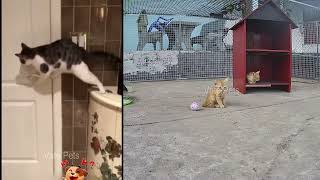 🐕😂 Funny Dog And Cat Videos 🐈🐱 Funny Animal Moments # 3