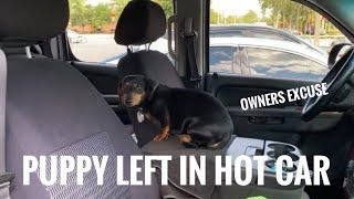 Puppy left in hot car in FLORIDA!! The owners excuse?