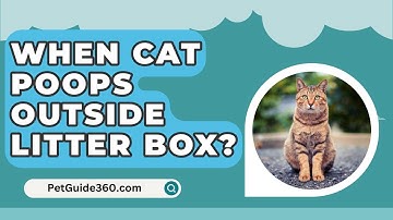 When Cat Poops Outside Litter Box? - PetGuide360.com