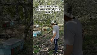 BOGLARNI TABIY CHANGLATISH USULI