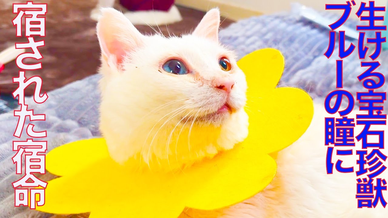 おまとめ中　とびつき猫　ぐで猫　　　　　　天然石　花　りぼん a68fa3d43b088d01d631282d8789a2