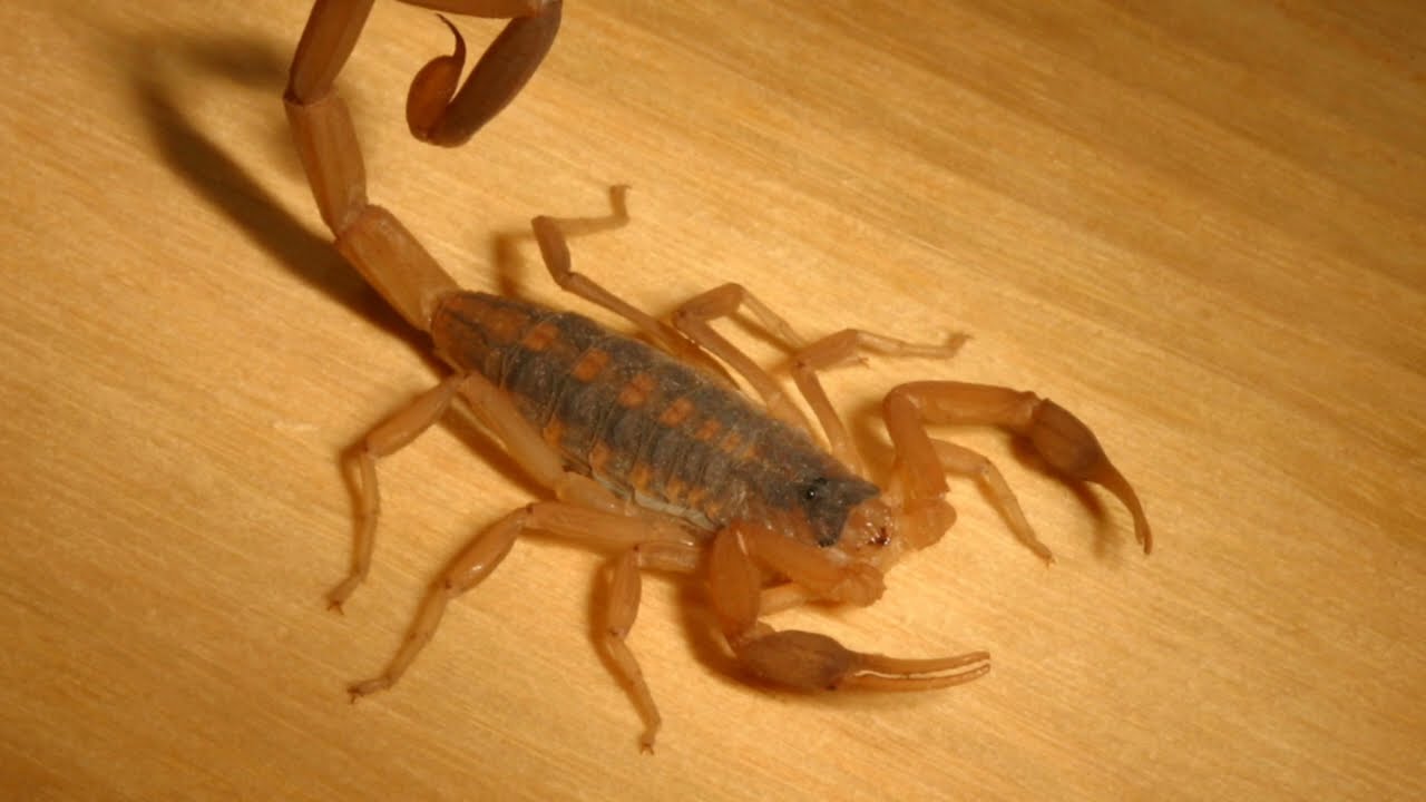Can Scorpions Come Through Air Vents? YouTube