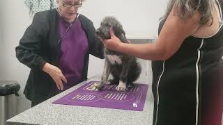 8 weeks old Irish Wolfhound puppy at the vet. Orange girl. microchip and first vaccines