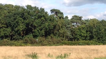 Trex 550 pro dfc 3d flight.