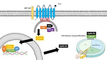Wnt signaling pathway and its role in cancer and patterning of the brain