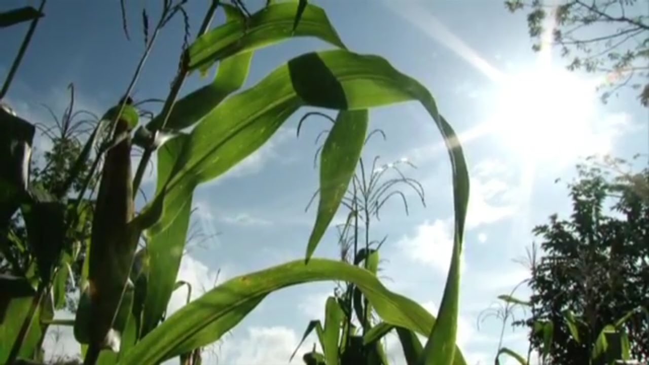 Restitución de tierras en el Cesar