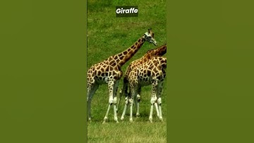 Giraffe Sound || All about animal sounds #shorts #animalsounds #animals