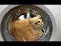 Experiment  cat  in  washing machine