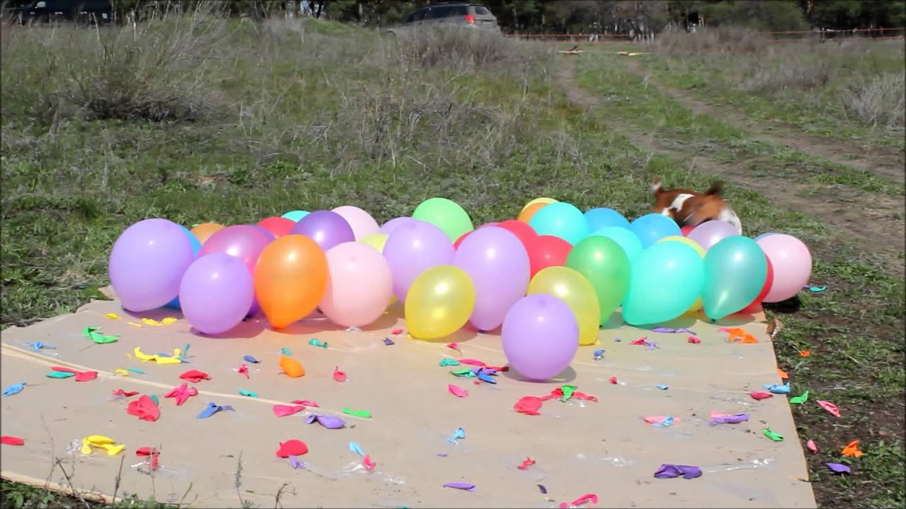 Битва шарами. Собака лопает воздушные шарики.