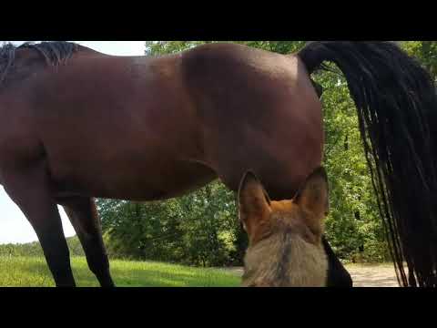 horse-fart