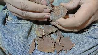 Sengenthal Parkinsonia preparing Jurassic fossil ammonites time laps