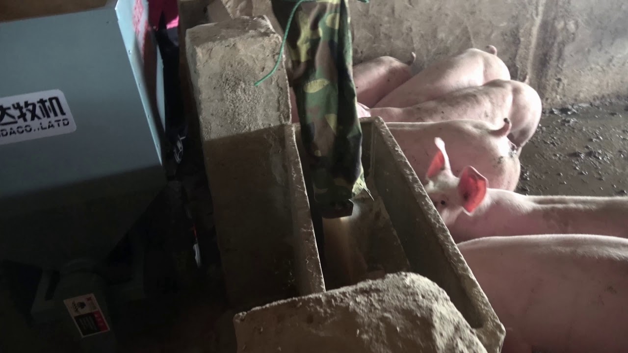 Pig farm electric feeding car, automatica feeding equipment pig