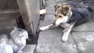 Очень конкретная и злая кошка гоняет собаку! Очень конкретная и злая кошка гоняет собаку!