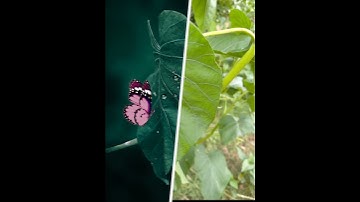 #sortsvideo Kinemaster line wipe transition before after PicsArt creative photo editing#mk_editz016