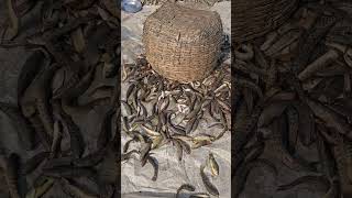 Wow ! Amazing Fishing