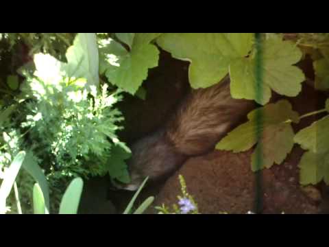 Video: Kur gyvena skunksas? Vaizdai ir nuotraukos