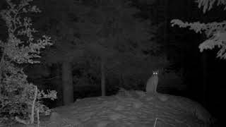 Rys ostrovid (Lynx lynx ) zvukový prejav
