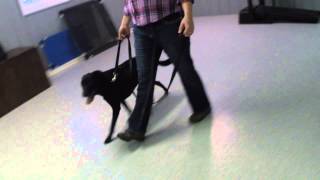 Sookie pressure & release, day 1 by FlyingColorsCanine 36 views 9 years ago 10 minutes, 45 seconds