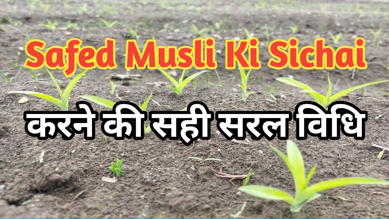 Safed musli ki sichai Karne Sahi Tarika Kya hai सफेद मूसली की सिंचाई