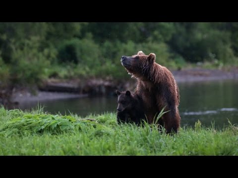 カムチャツカ半島にクマの楽園 ロシア極東開発の目玉に Youtube