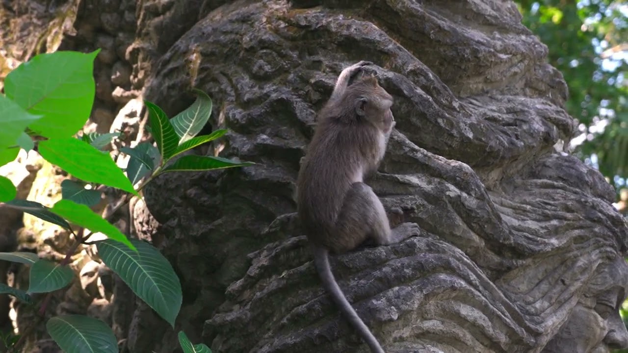 Amazonian Wildlife: Jungle Survival