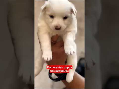 Pomeranian pet dog puppy for selling in 🥰 @happykennel #viral #trending #shorts #delhi #gurgaon