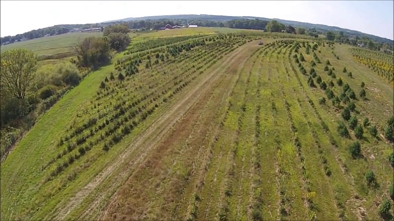 Tips On Starting A Tree Farm YouTube tips-on-starting-a-tree-farm-youtube